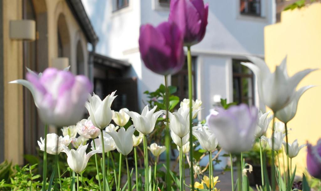 Faehrhaus Meissen B&B 외부 사진